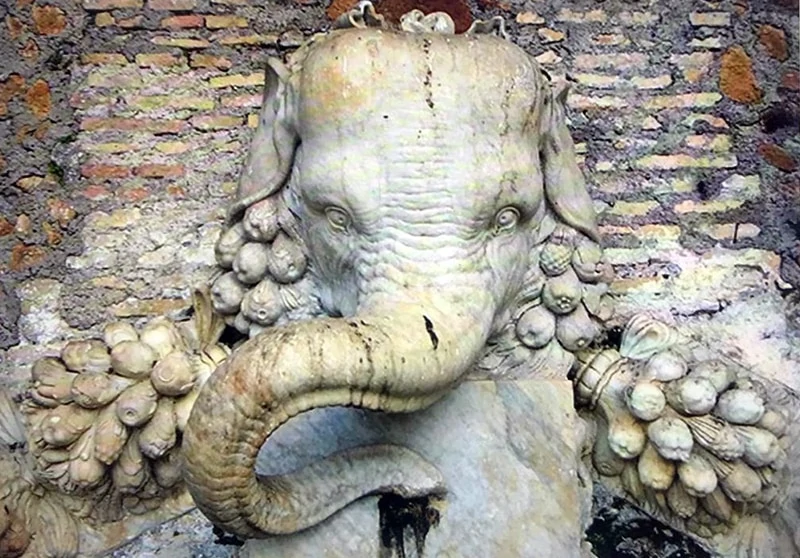 annone-elefante-riproduzione
