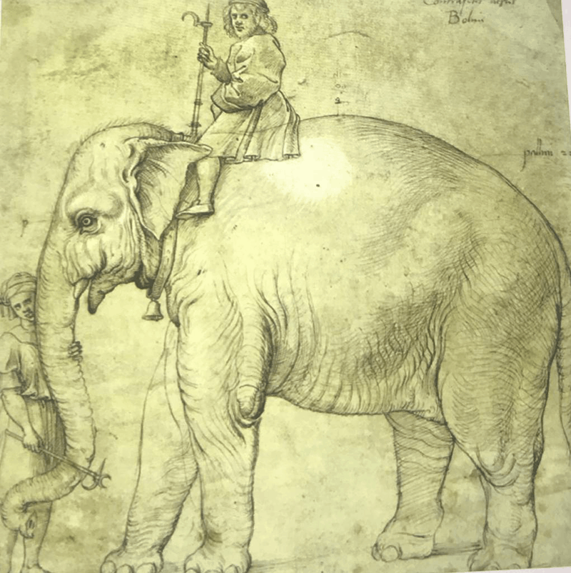 bozzetto annone elefante