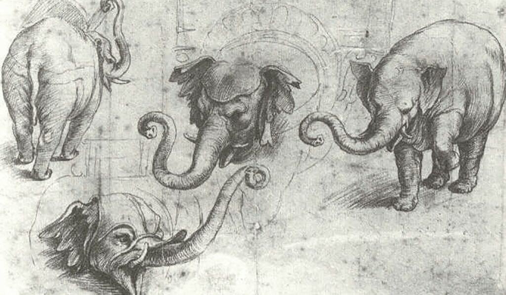 annone elefante roma